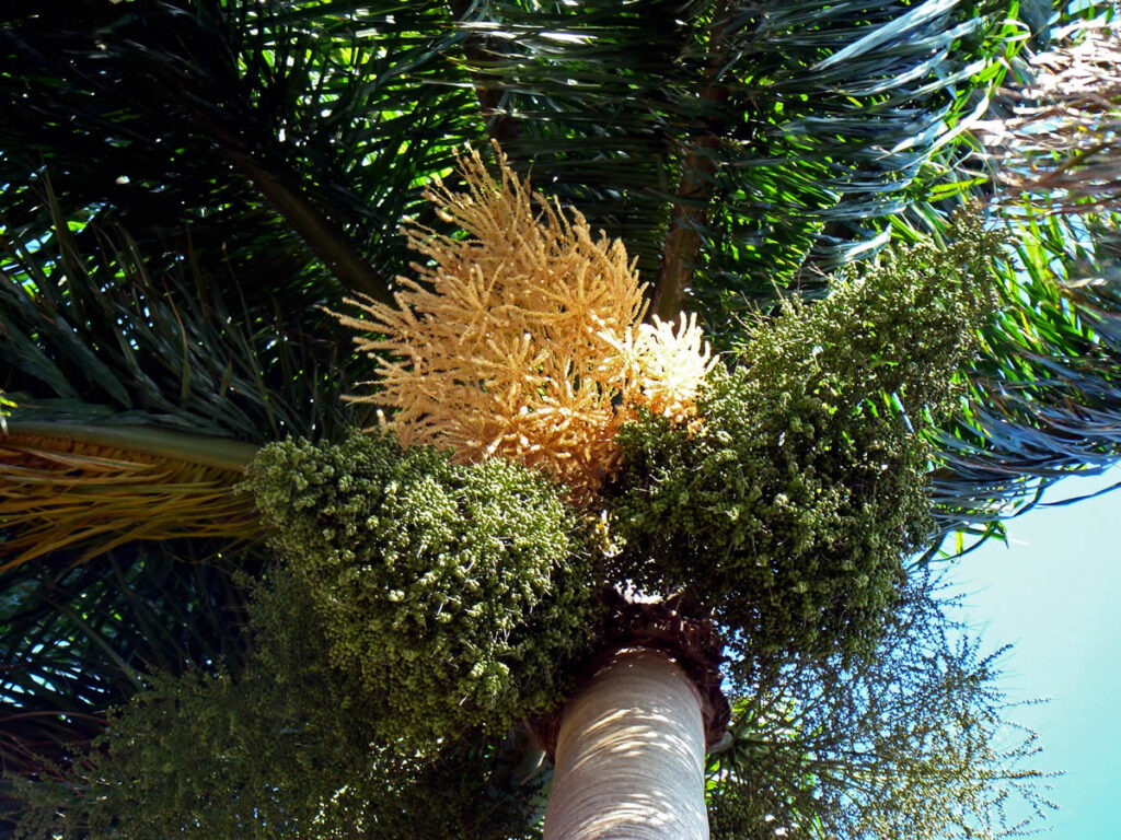 La Palma Real Árbol Nacional de Cuba Cienfuegos Verde