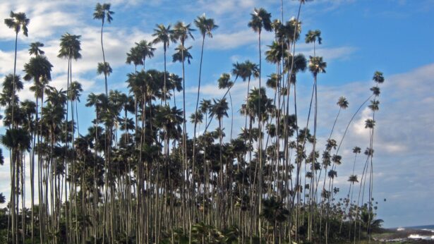 Coccothrinax alexandri León Foto: Suarez, D. 2007