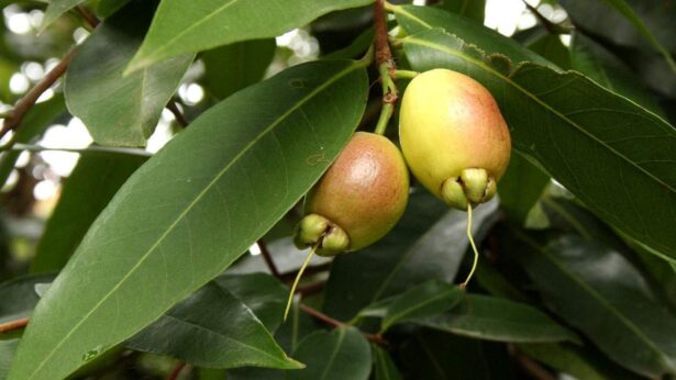 pomarrosa_frutos pomarrosa_frutos