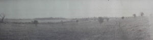 Figura 1. Vista panorámica hacia el sur del JBC. Al fondo y ligeramente a la izquierda, Seboruco. Primer plano, colección de Ficus. Foto: Dr. E.J. Stillman, Archivo JBC, 1941.