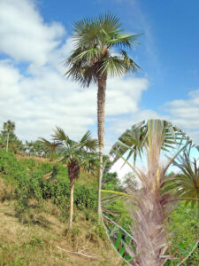 Coccothrinax x yaguanabense en la localidad de La Yaba y detalle de sus fibras, foto tomada por Duanny Suárez, 2009.