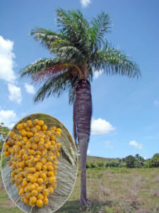 Acrocomia crispa en la localidad de Los Hoyos y detalle de la infrutescencia. Foto tomada por Duanny Suárez, 2002.