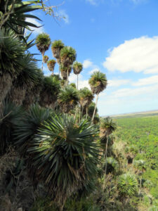 Palmita de Jumagua